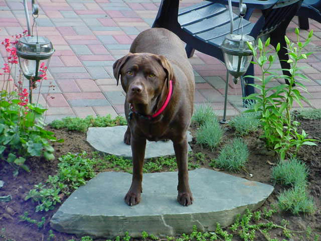 Hailey on patio steps! 7 3 02