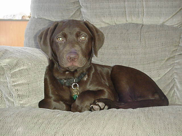 hailey couch